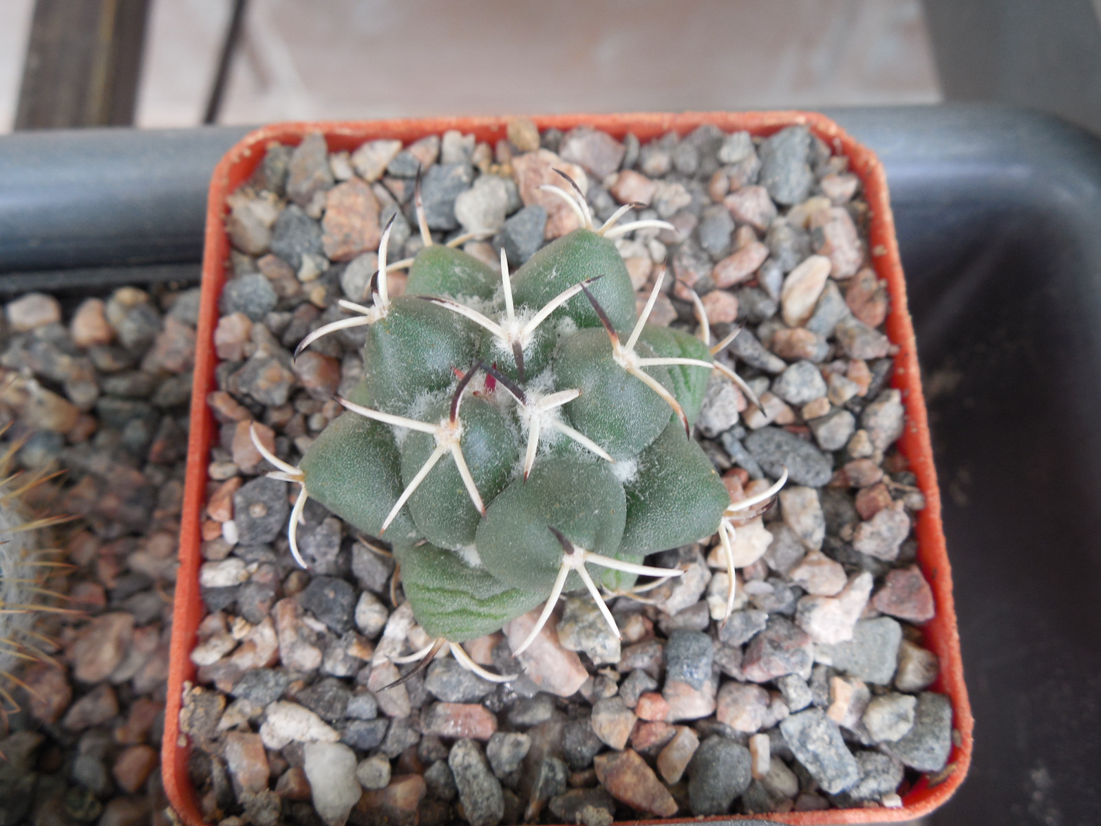 Coryphantha maiz - tablasensis MZ 349 - білоквітковий вид