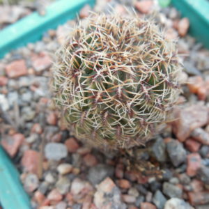 Sulcorebutia canigueralii - v.applanata  EM 358A
