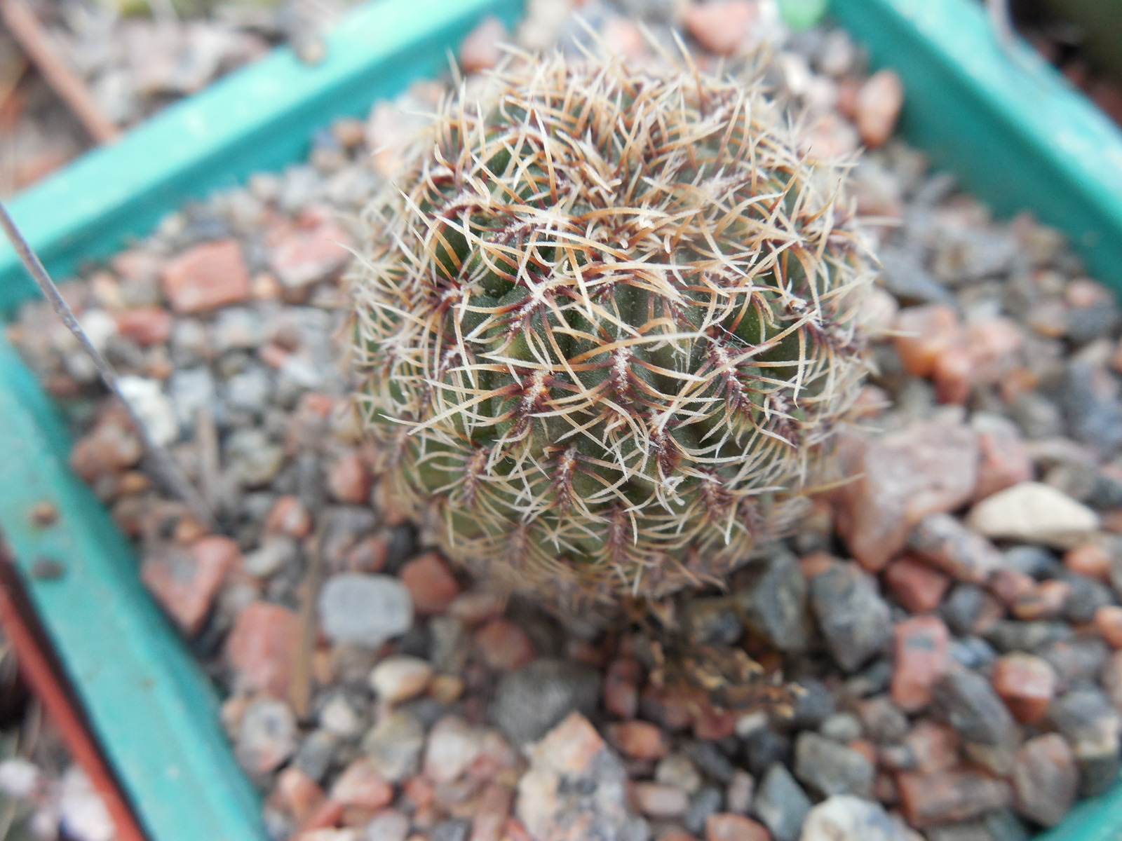 Sulcorebutia canigueralii - v.applanata  EM 358A