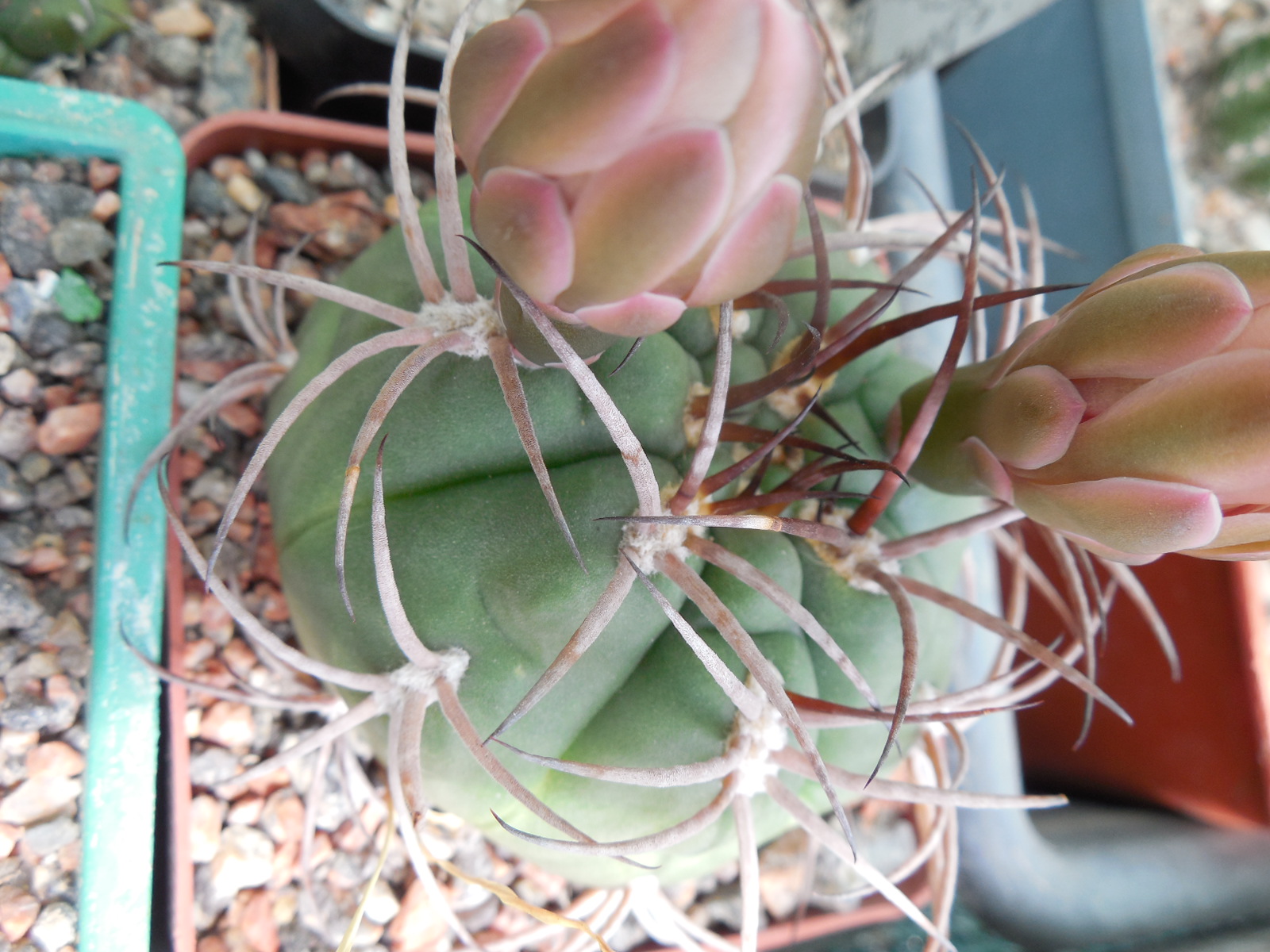 Gymnocalycium hossei
