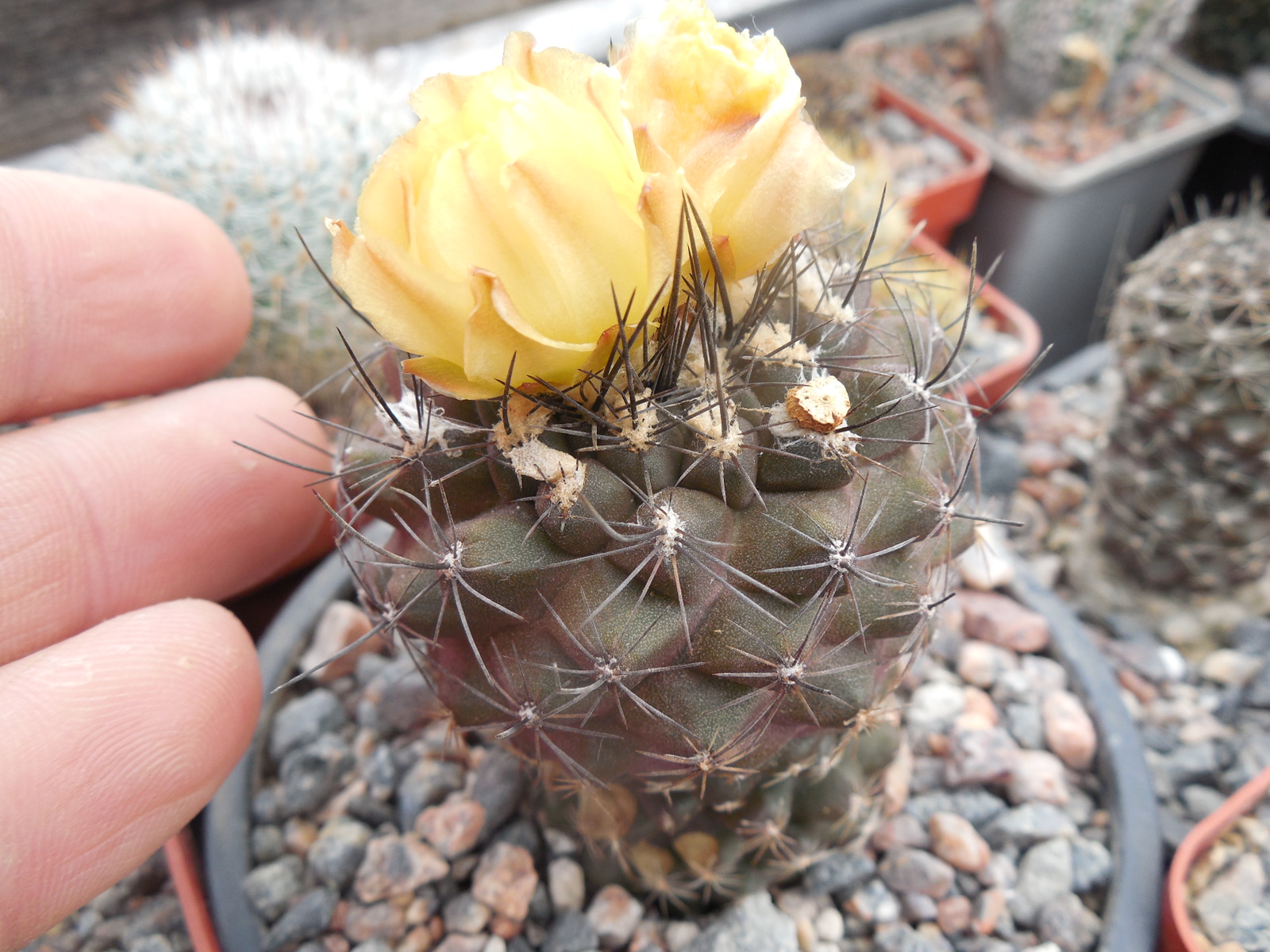 Copiapoa humilis FR 464 - Paposo, Chile