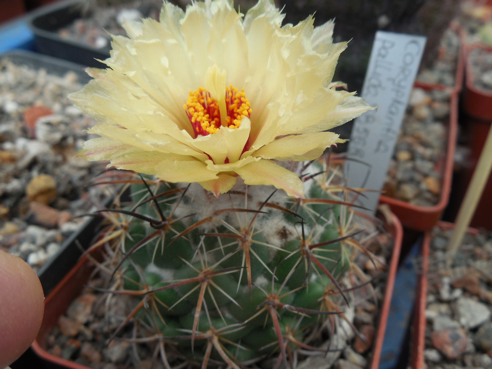 Coryphantha pallida SB 568 - MG -