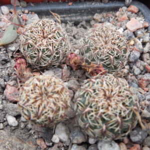 Sulcorebutia canigueralii - v.applanata  VK 217 A