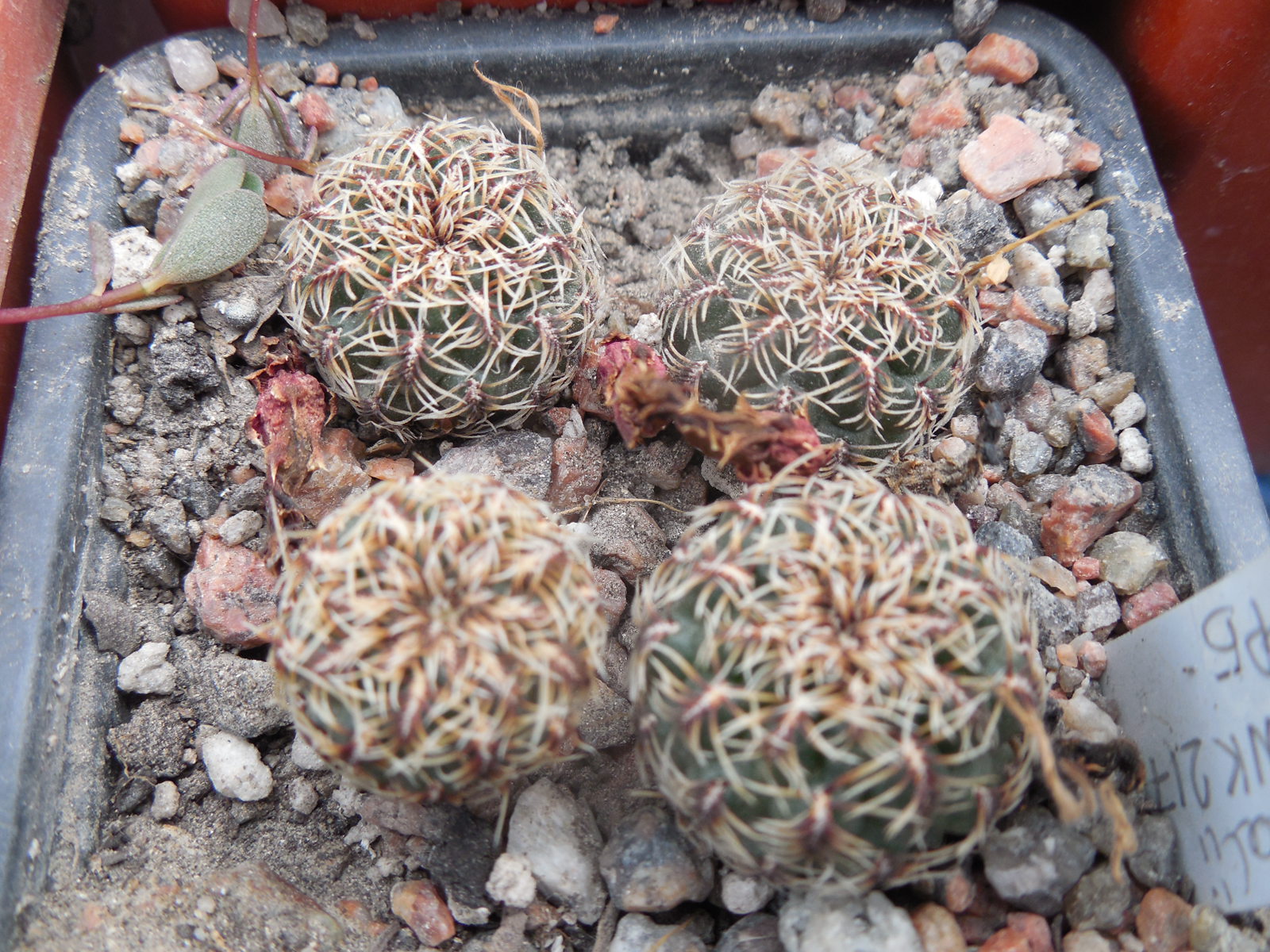 Sulcorebutia canigueralii - v.applanata  VK 217 A