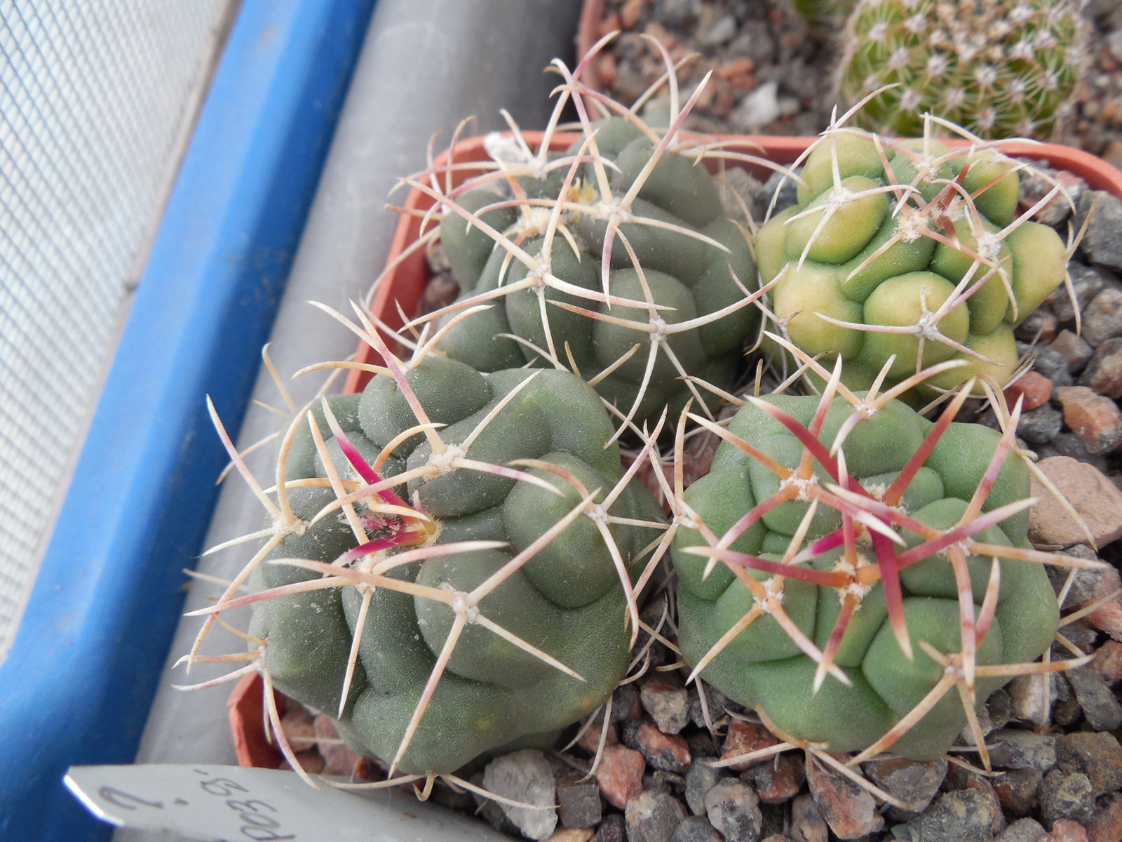 Thelocactus hexaedrophorus - v.jarmillae
