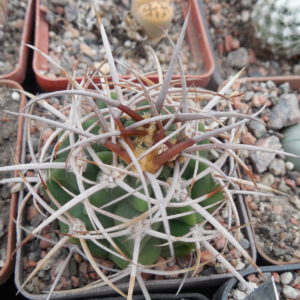Gymnocalycium hybopleurum - v. feroх