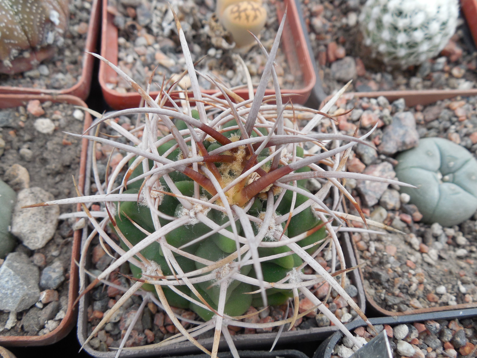 Gymnocalycium hybopleurum - v. feroх