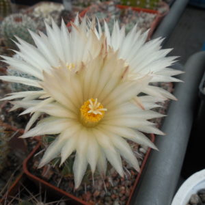 Coryphantha hintoniorum