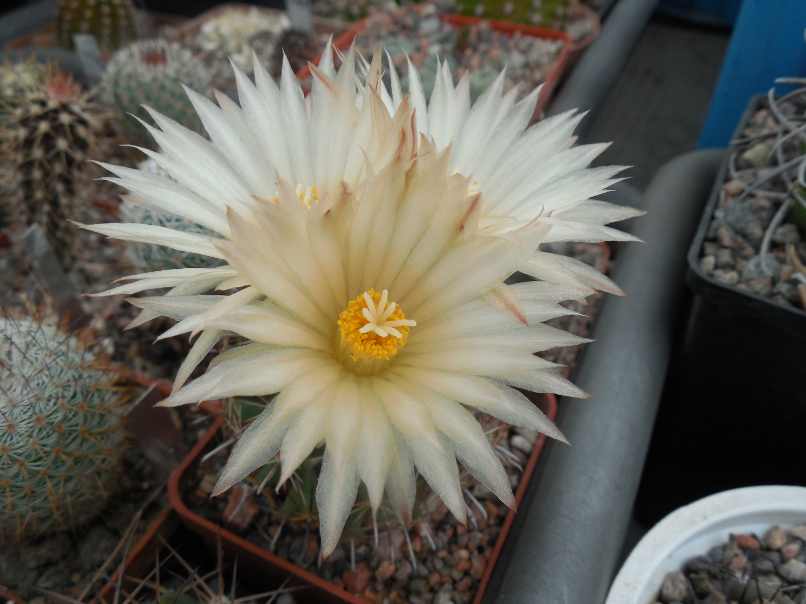 Coryphantha hintoniorum