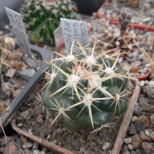 Coryphantha sulcolanata MZ 310 - P.Kupcak