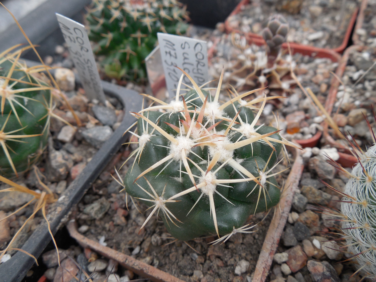 Coryphantha sulcolanata MZ 310 - P.Kupcak