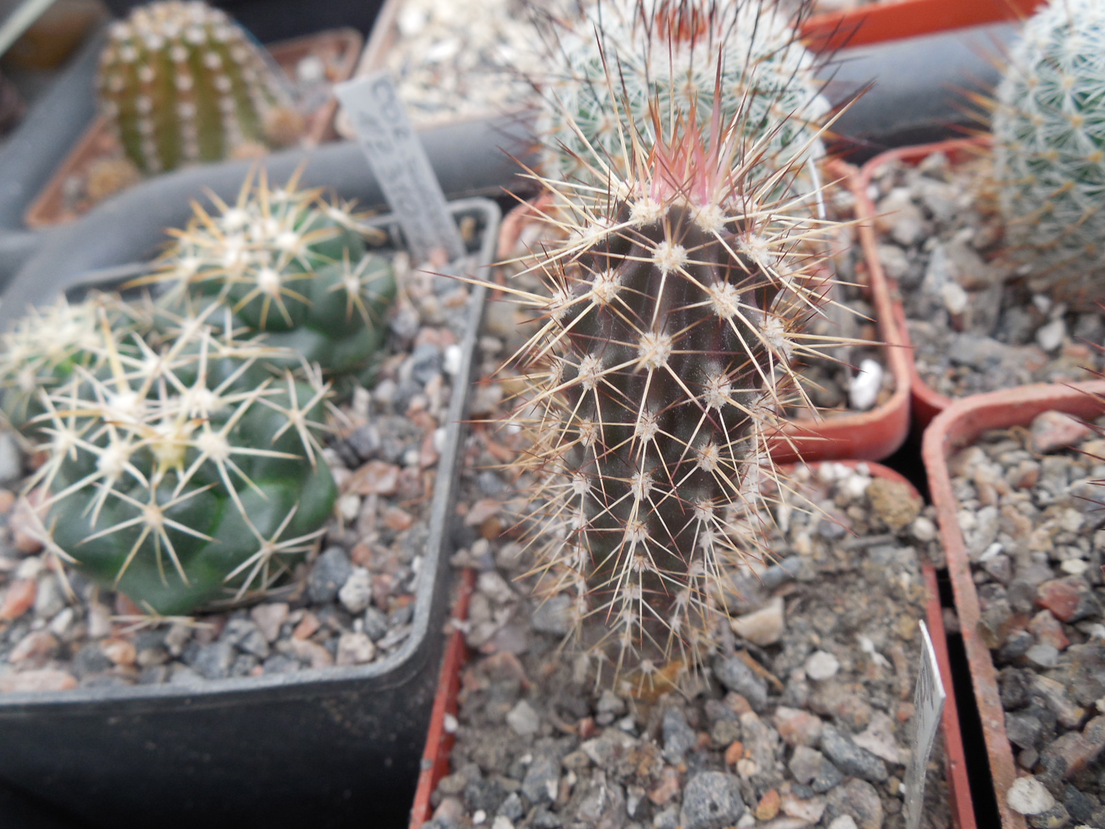 Machaerocereus eruca - MG -