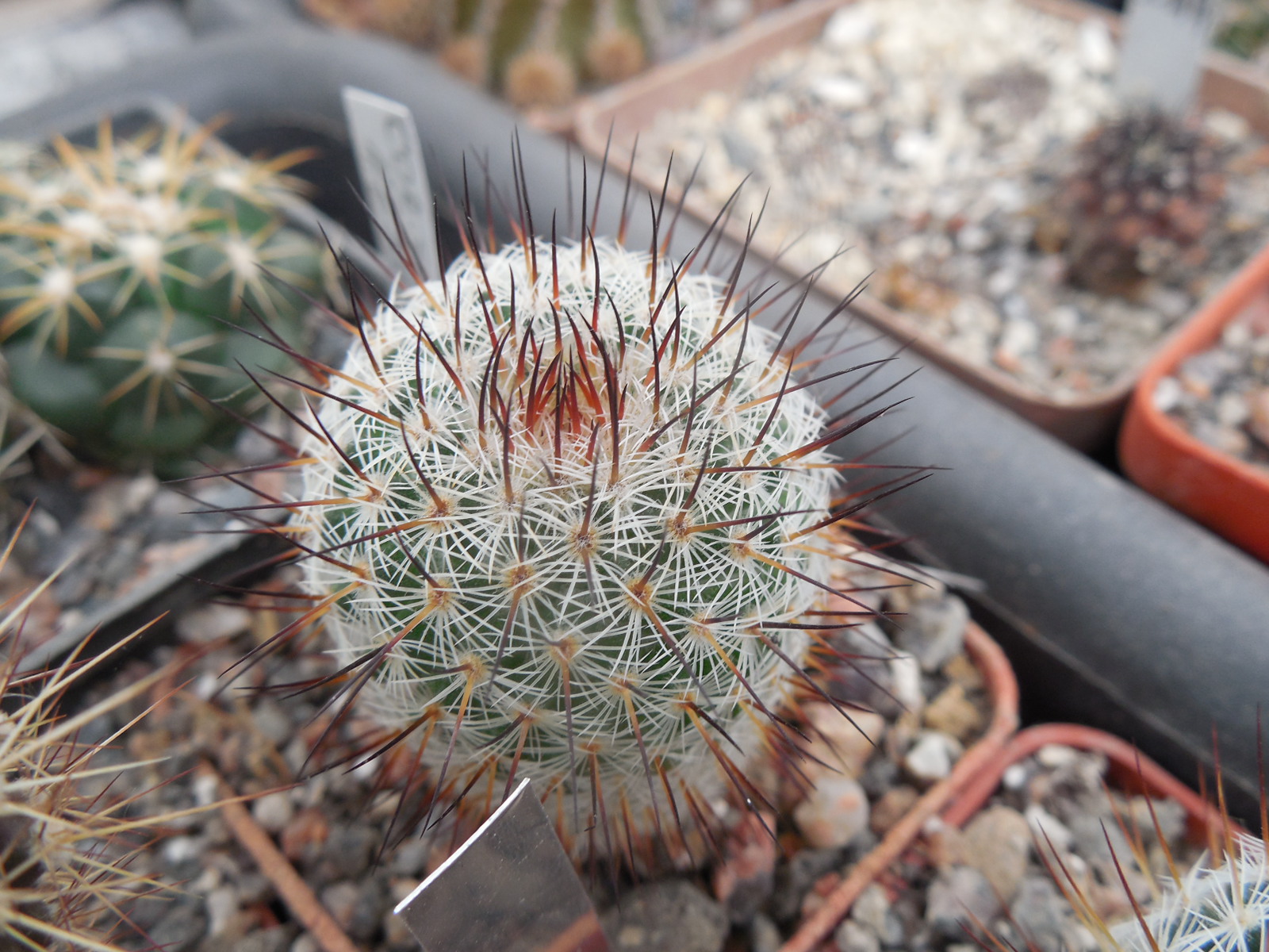 Mammillaria spec. P 476  - El Ojite, Oax.