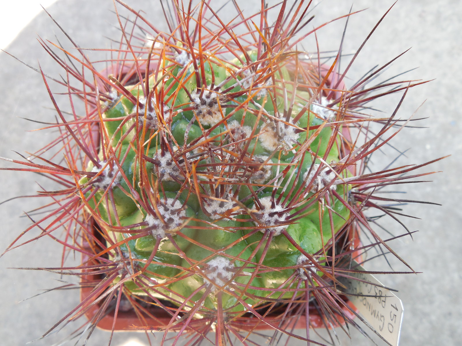 Gymnocalycium valnicekianum P 83 - Capilla del Monte 1000 m. Piltz.