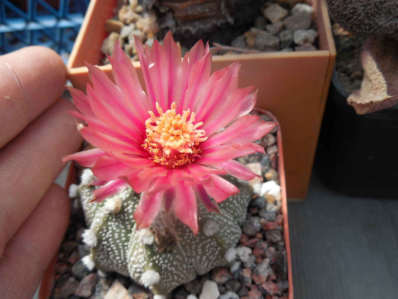 Astrophytum asterias - cv. red - pink flowers - Kohres type