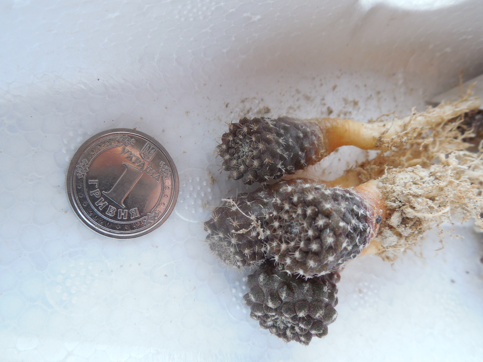 Thelocephala esmeraldana - Esmeralda, Guanillos RS 1480