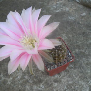 Echinopsis cv.  "Pink dawn"