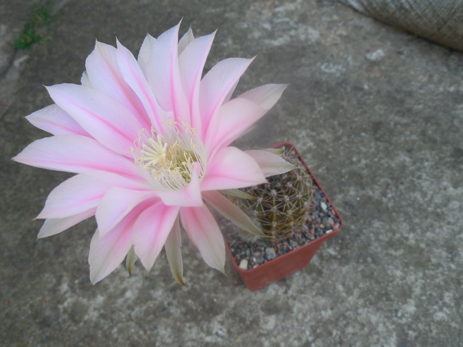 Echinopsis cv.  "Pink dawn"