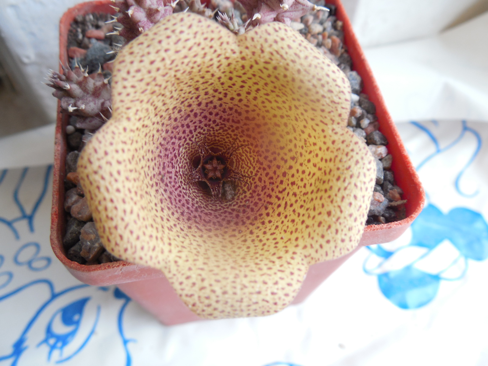 Tawaresia meinjesii