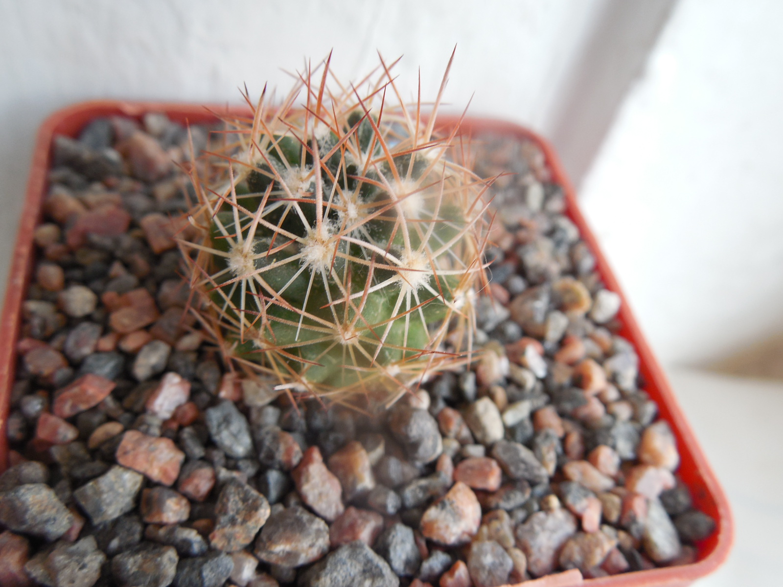 Escobaria missouriensis - v.robustior - Travis Co. Tx. - Steven Brack