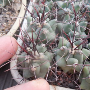 Thelocactus lophothele - v.rinconensis