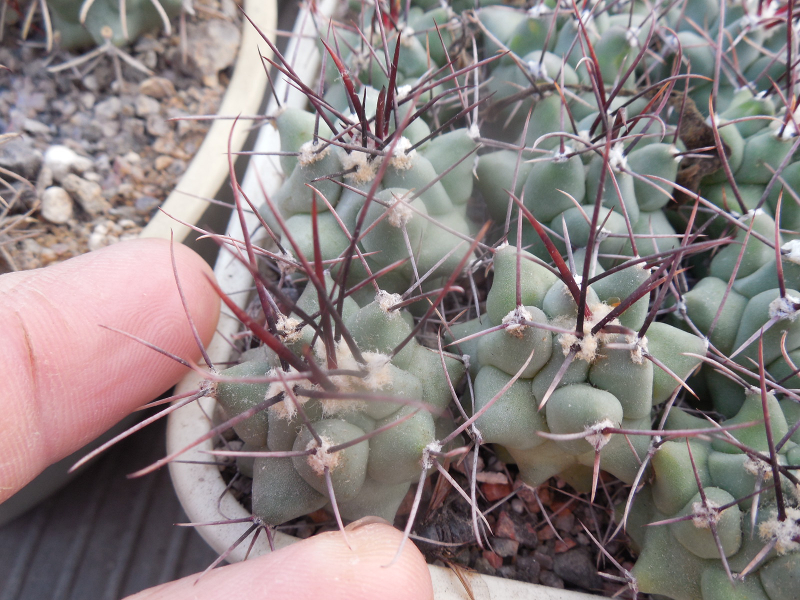 Thelocactus lophothele - v.rinconensis