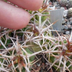Gymnocalycium ferox - v.ferocior - радянська селекція х ferocior STO 866