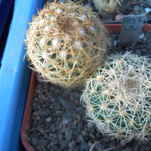 Coryphantha pseudoradians FO 047 - Buenavista, Oax. - MG -