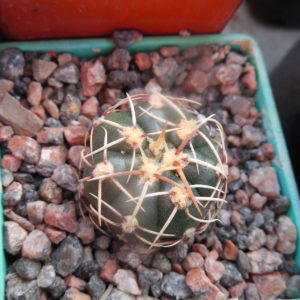 Gymnocalycium uruguayense - Piltz -