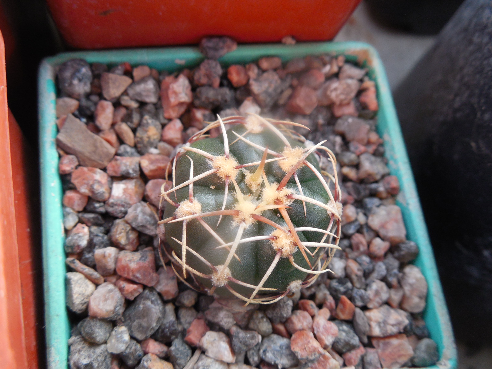 Gymnocalycium uruguayense - Piltz -