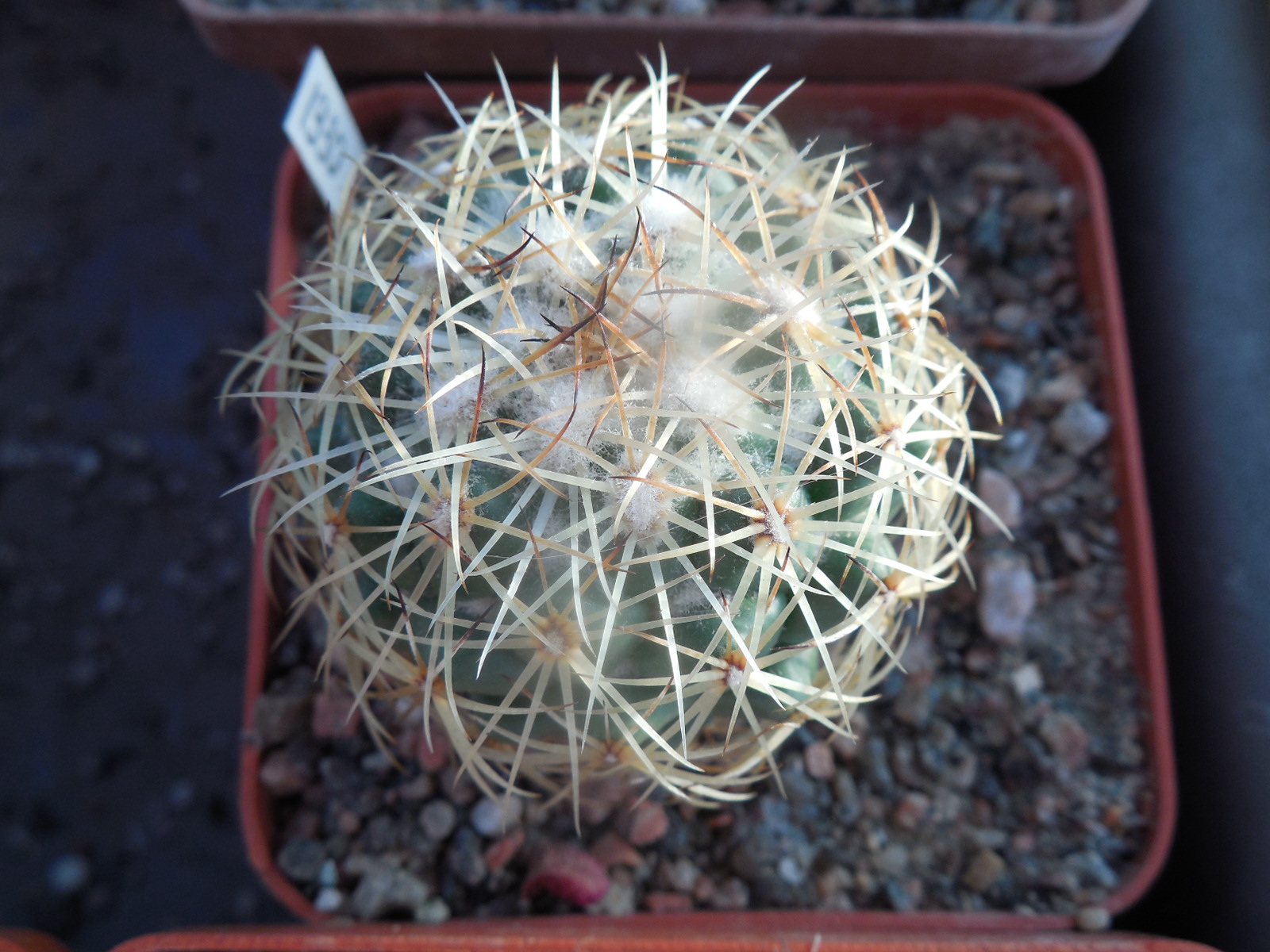 Coryphantha greenwoodii HO 5 - Puerto del Aine, Pue. - MG -
