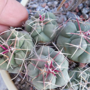 Thelocactus hexaedrophorus