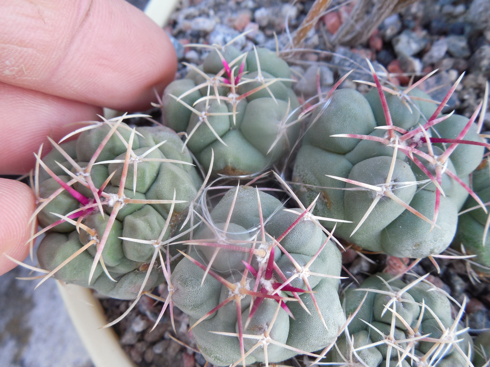 Thelocactus hexaedrophorus
