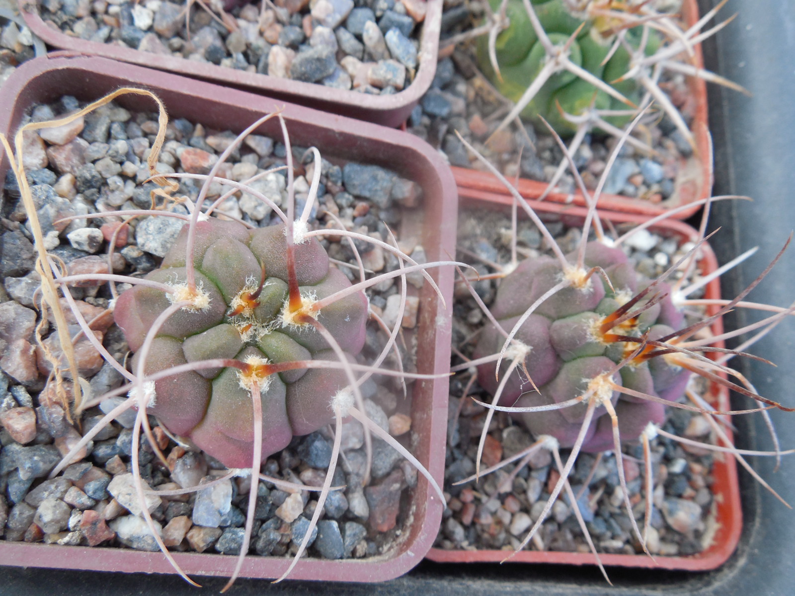 Gymnocalycium hossei STO 088 - 15 cm. long spines - MG -