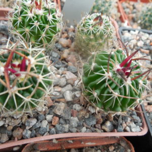 Echinofossulocactus  spec. Nagl 85.015 - Tierra Blanca
