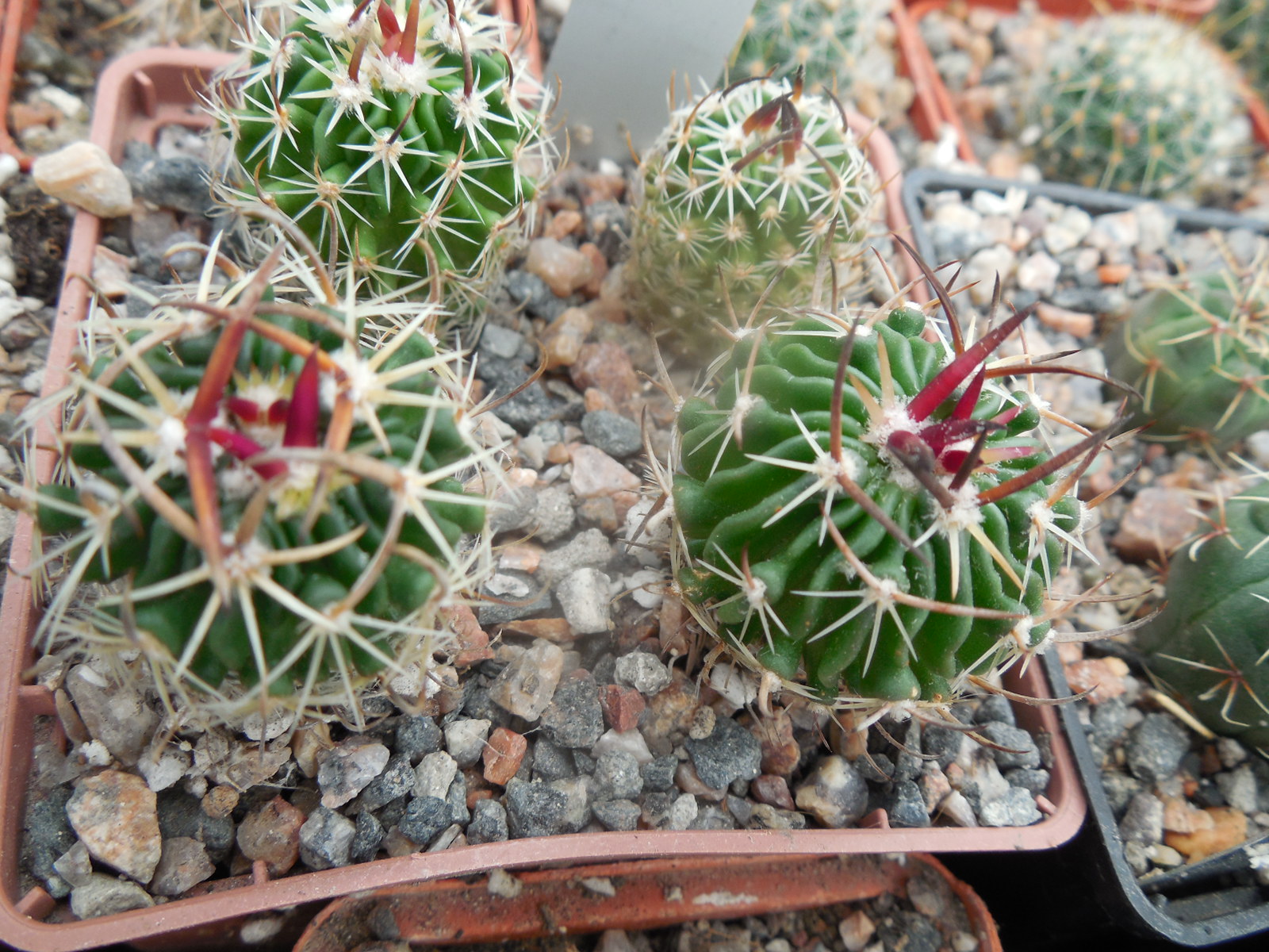 Echinofossulocactus  spec. Nagl 85.015 - Tierra Blanca