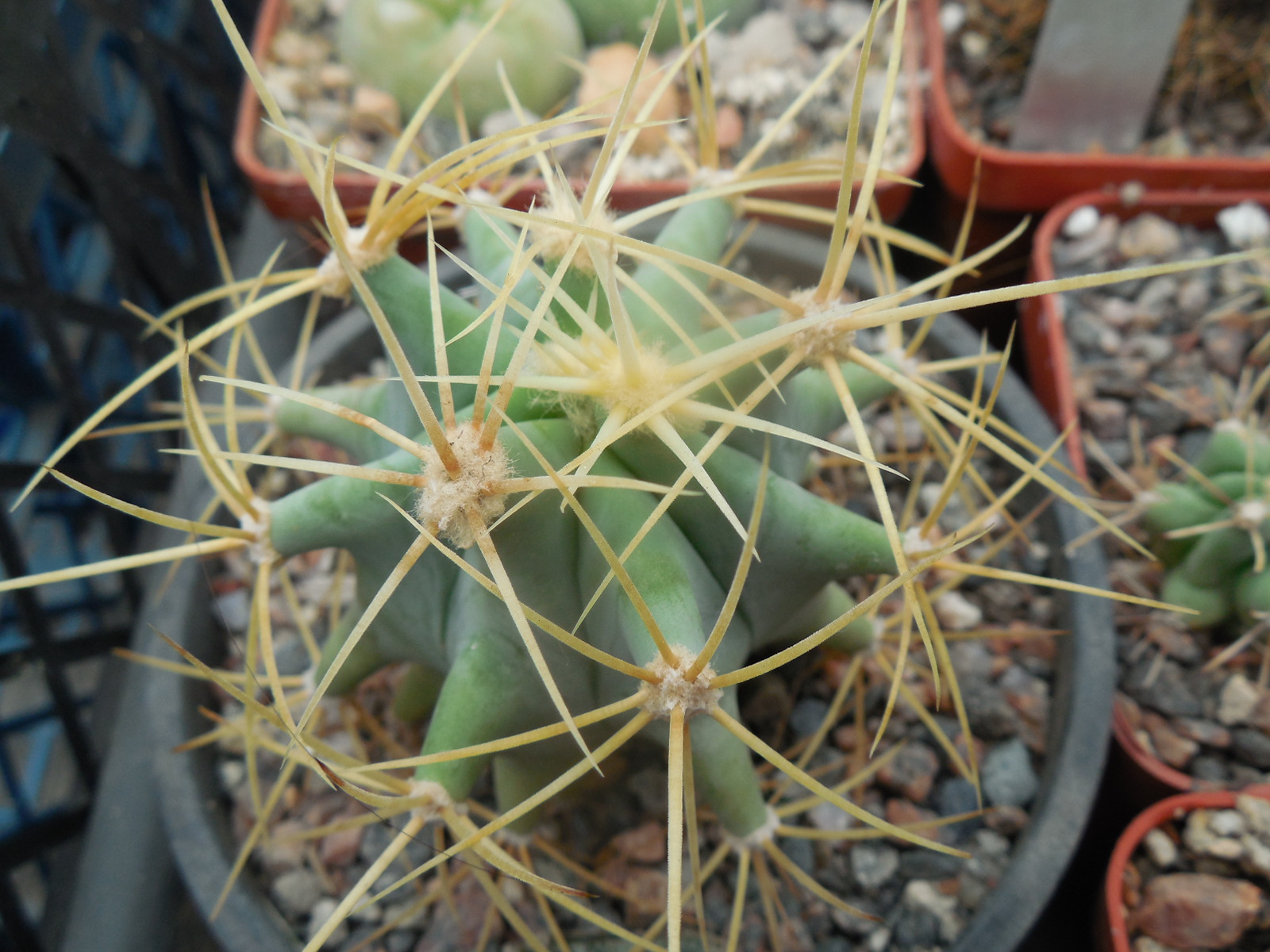 Ferocactus glaucescens - PP -