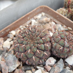 Sulcorebutia pulchra HS 78
