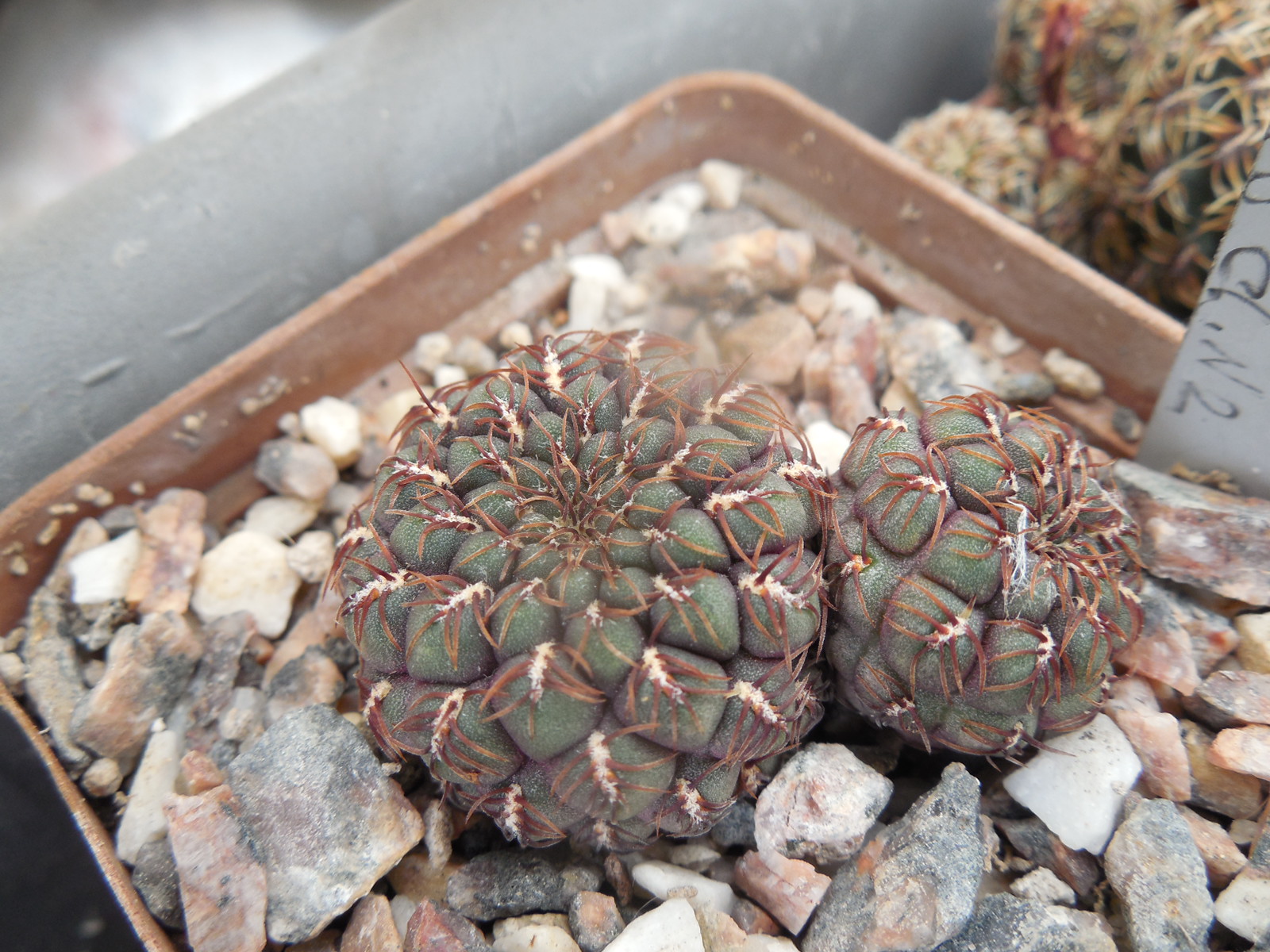 Sulcorebutia pulchra HS 78