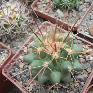 Thelocactus freudenbergii - Piltz - довгоколючкова форма