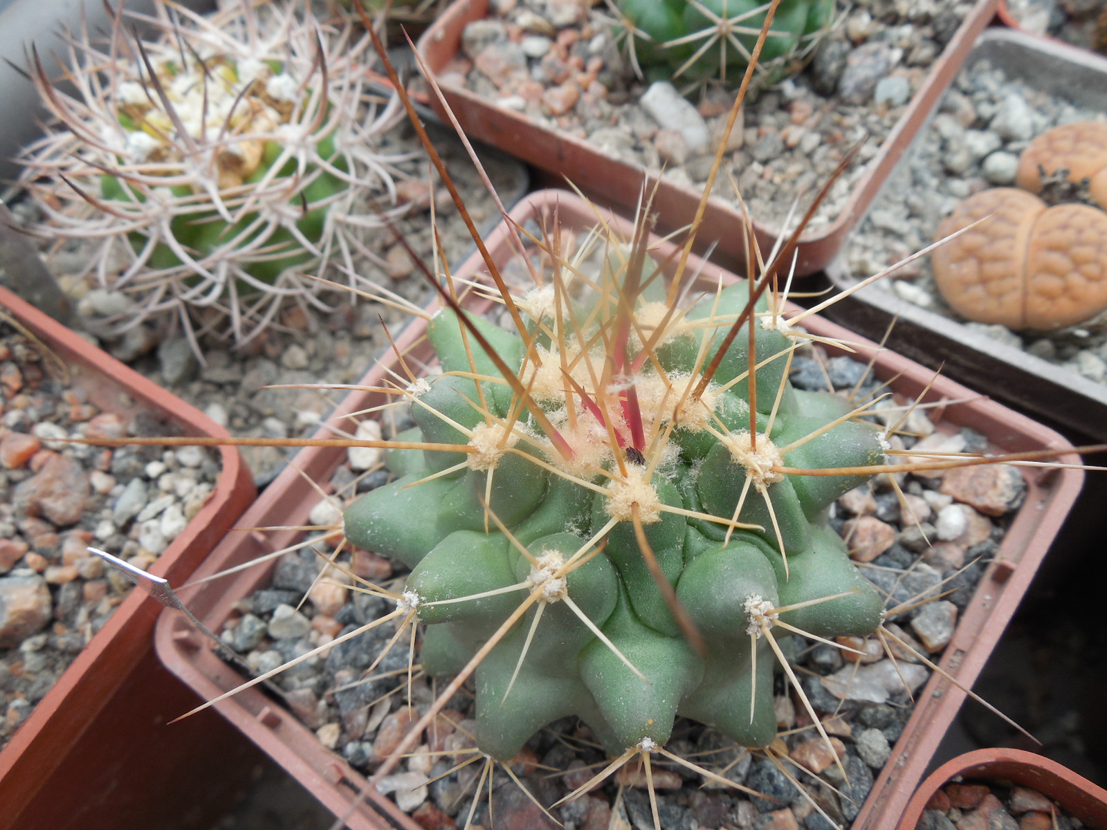 Thelocactus freudenbergii - Piltz - довгоколючкова форма