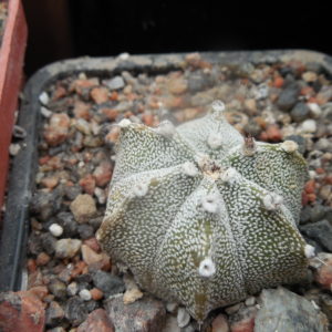 Astrophytum co x as - селекція -