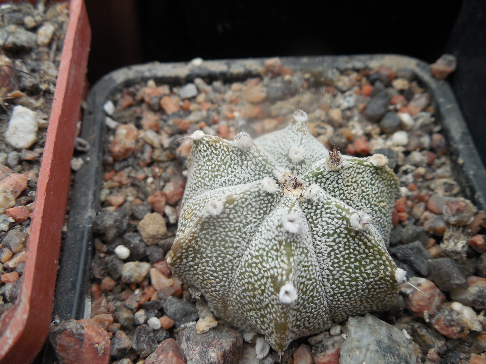 Astrophytum co x as - селекція -