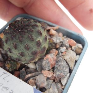 Sulcorebutia rauschii РІ 121 - TL. Zupanez, Cerro Ayrampo 2700 m.
