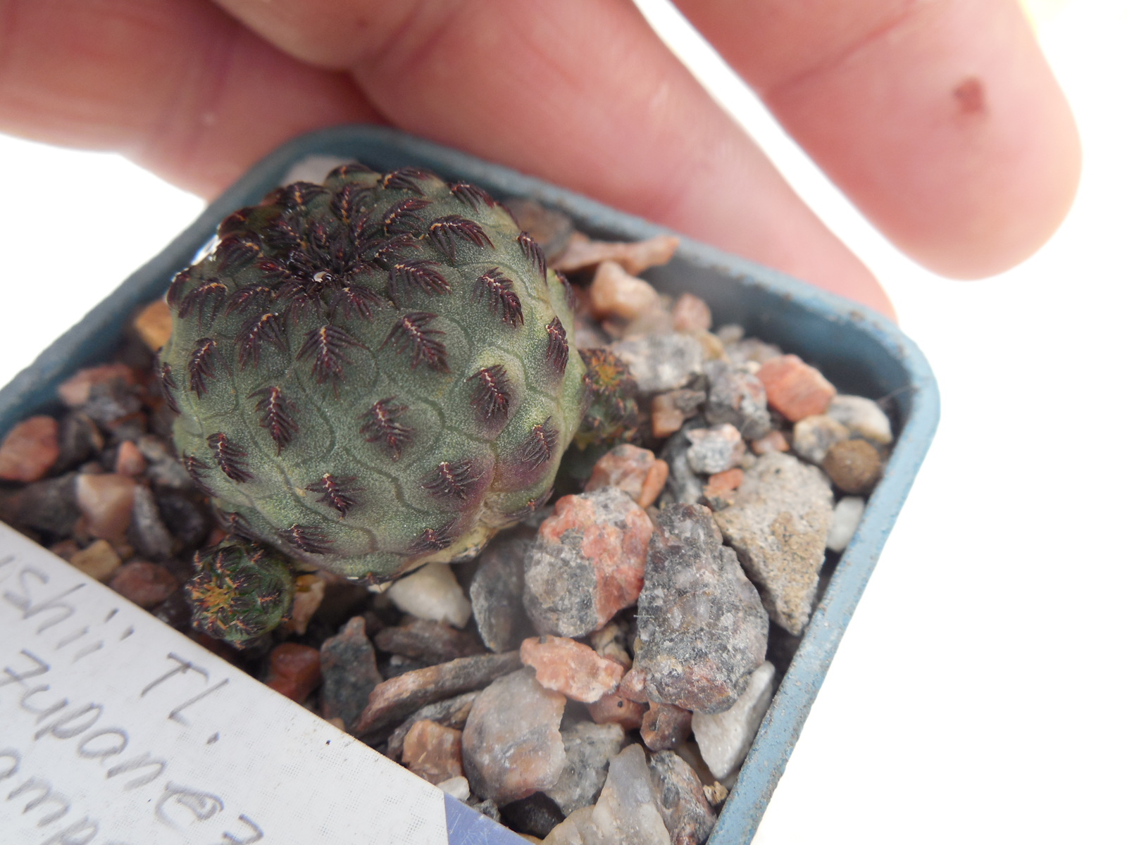 Sulcorebutia rauschii РІ 121 - TL. Zupanez, Cerro Ayrampo 2700 m.