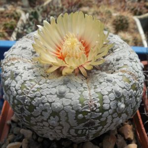 Astrophytum  сv. Super Kabuto