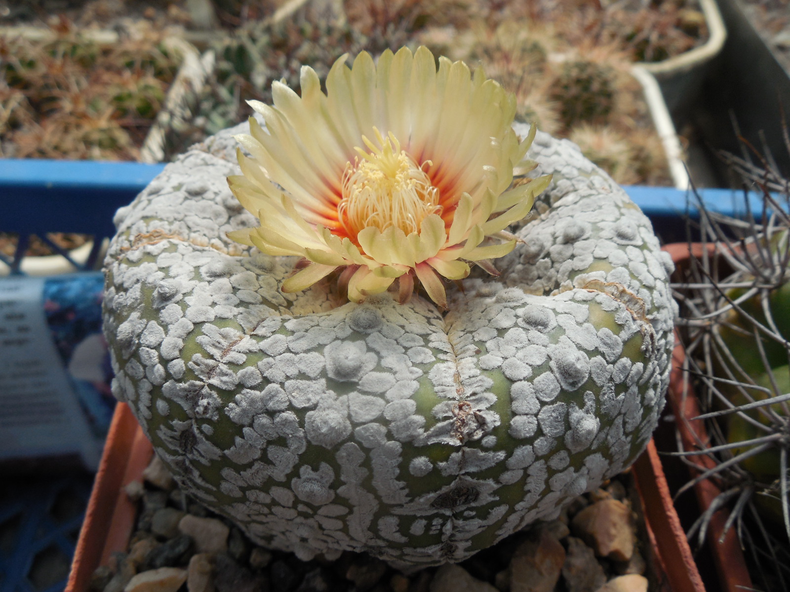Astrophytum  сv. Super Kabuto