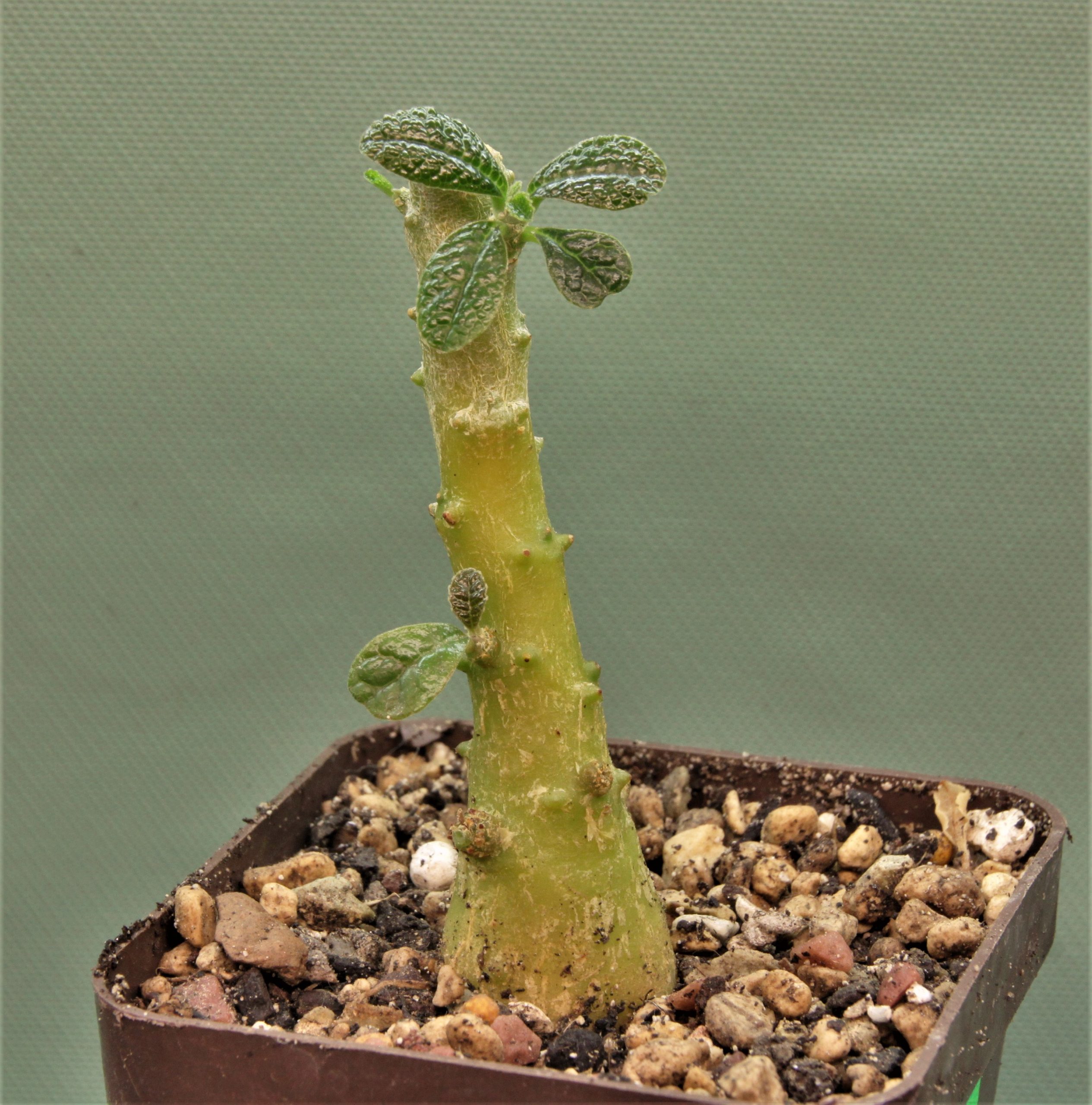 Dorstenia-gigas-Socotra-2