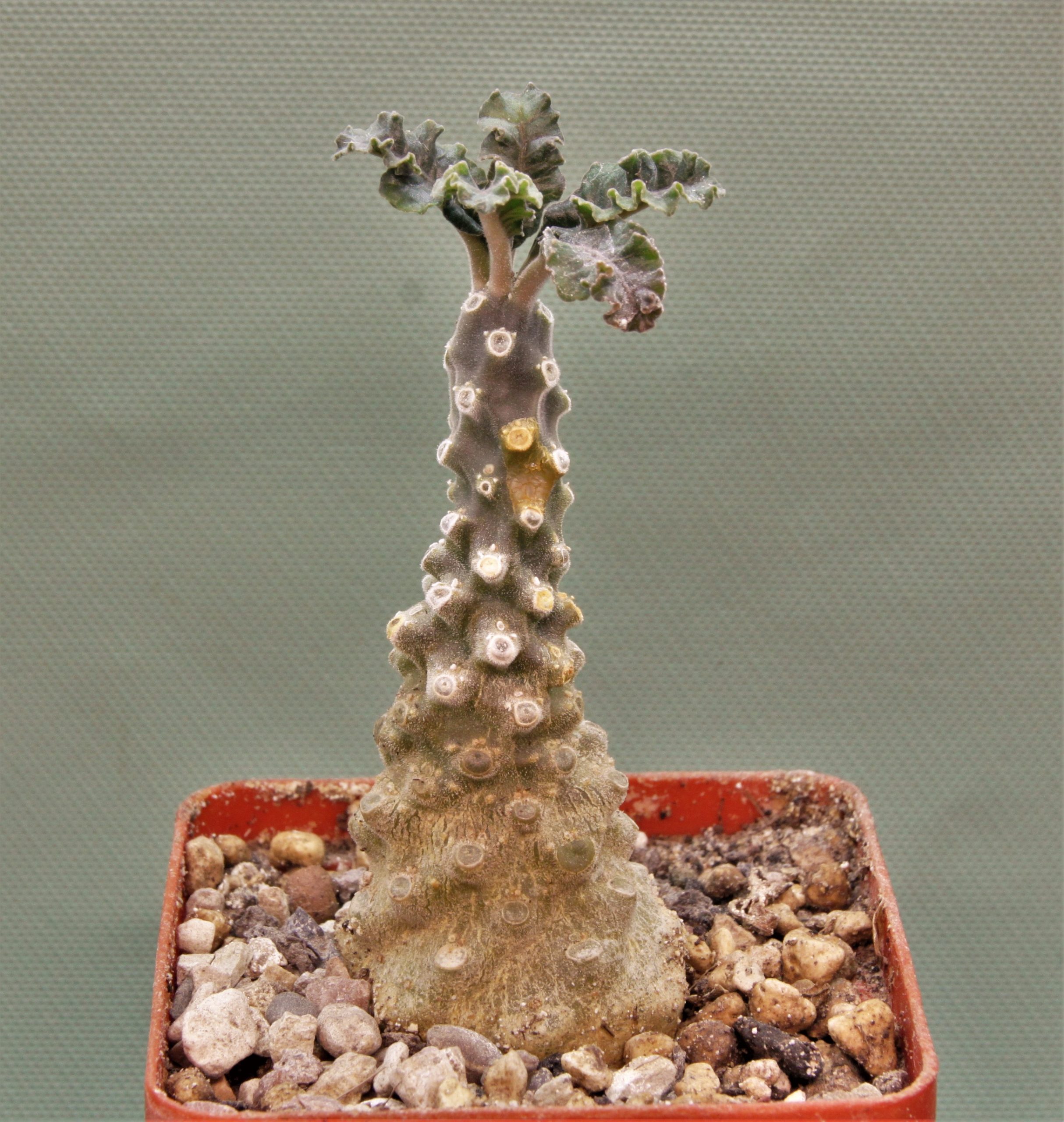 Dorstenia-lavrani-3