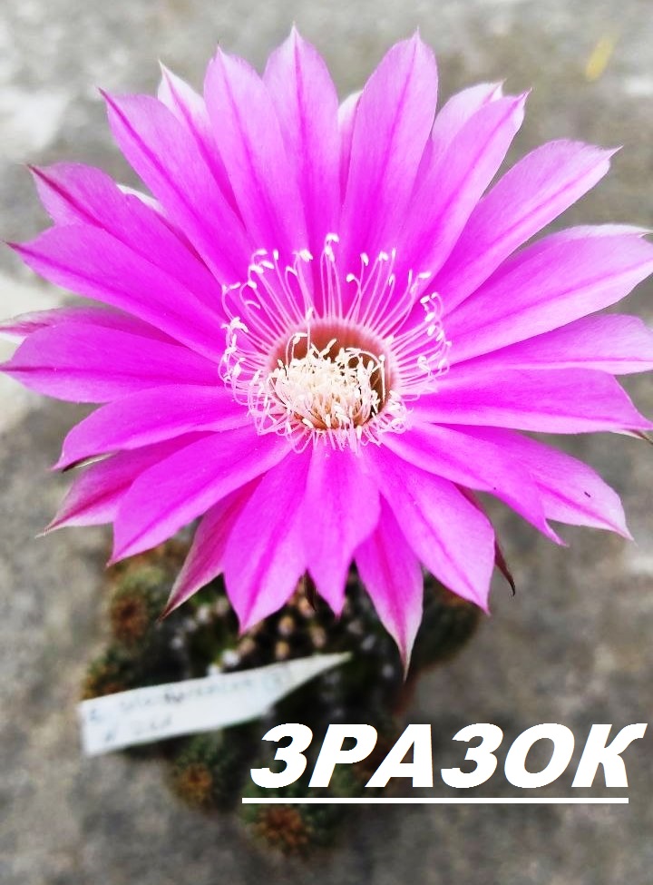 Echinopsis hybrids